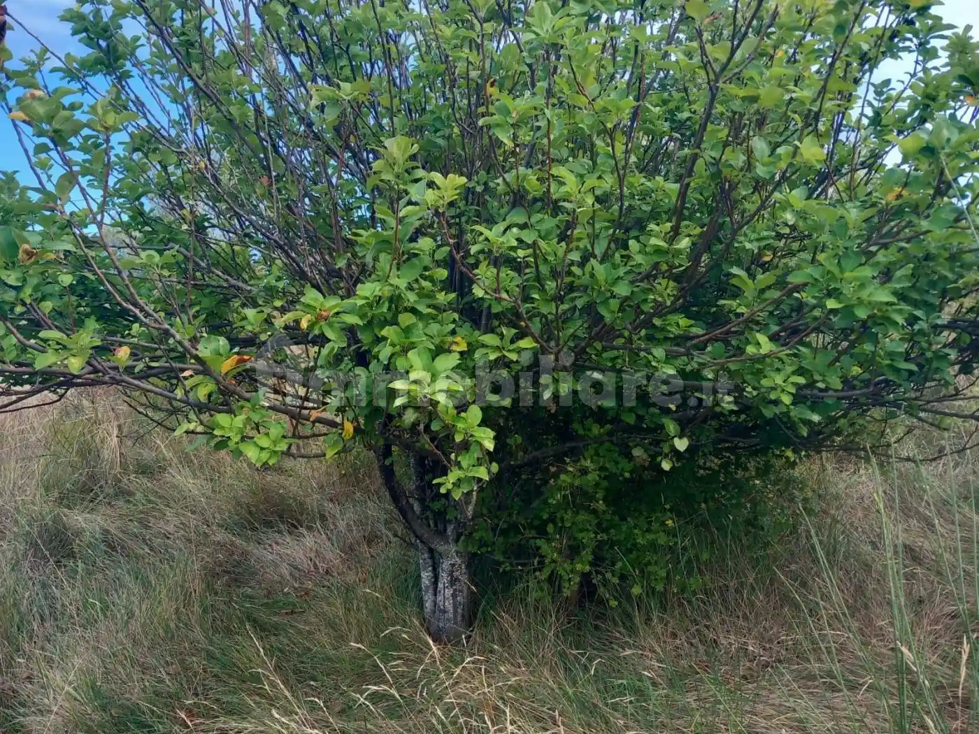 Rustico, da ristrutturare, 90 m², Manoppello - foto 3