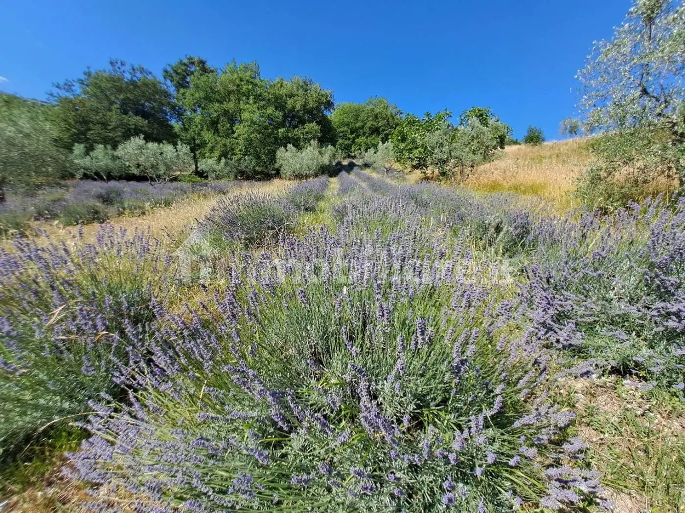 Casale Vocabolo Macchia-Porchiano, Casaprota - foto 5