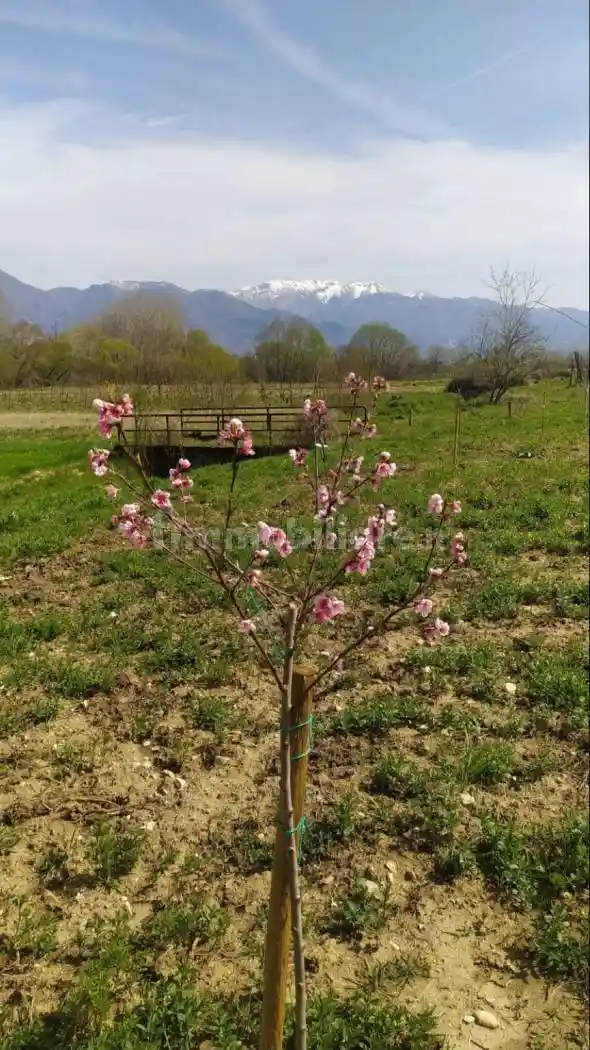 Casale via Rosce 7, Contigliano - foto 5