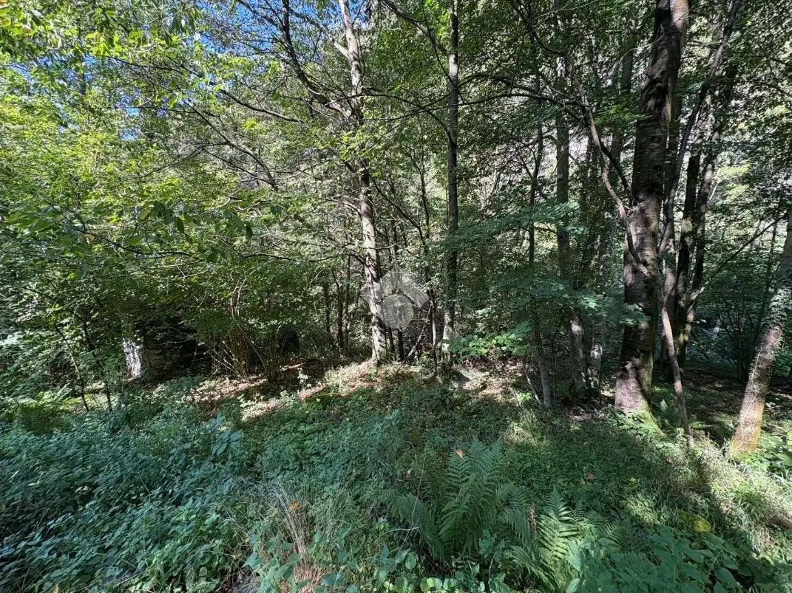 Rustico Torchi bianchi, Dazio - foto 2