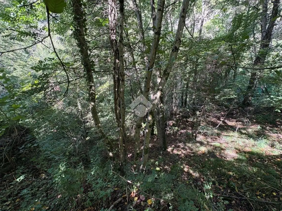 Rustico Torchi bianchi, Dazio - foto 5