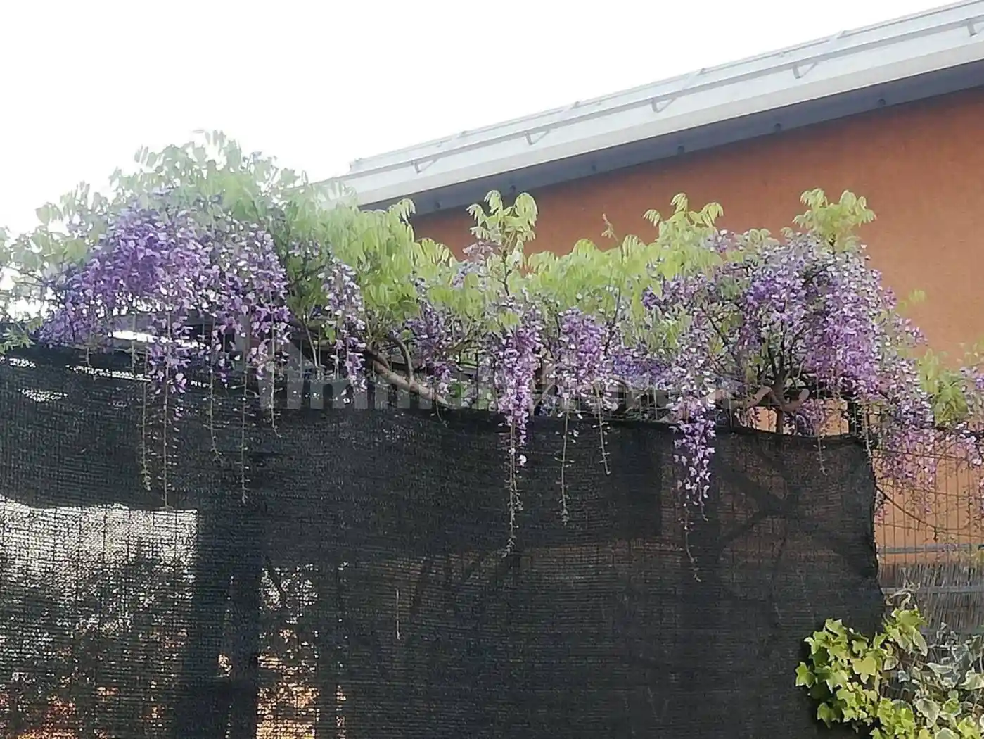 Trilocale via Mario Pannunzio, Certosa, Milano - foto 2