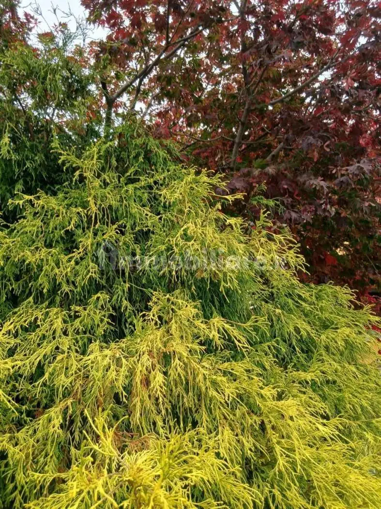 Villa bifamiliare, ottimo stato, 263 m², San Defendente, Cervasca - foto 2