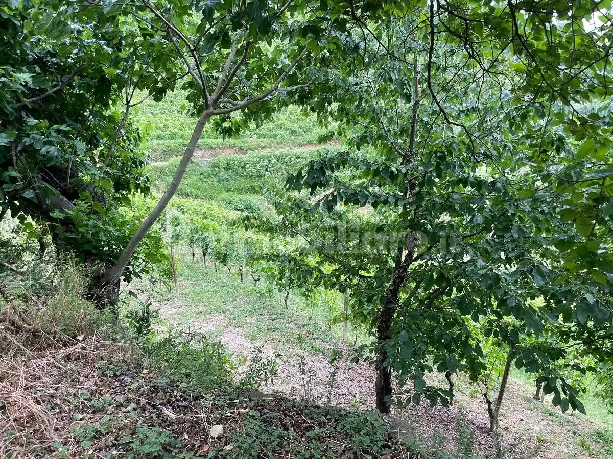 Rustico via Sant'Elena 3, Castino - foto 4