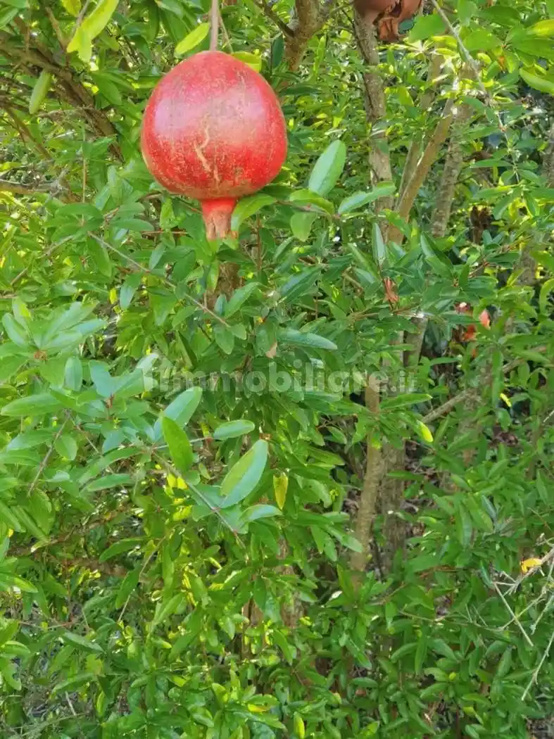 Villa unifamiliare via Vecchia Di Nozzano, 359, Nozzano - Arliano, Lucca - foto 5