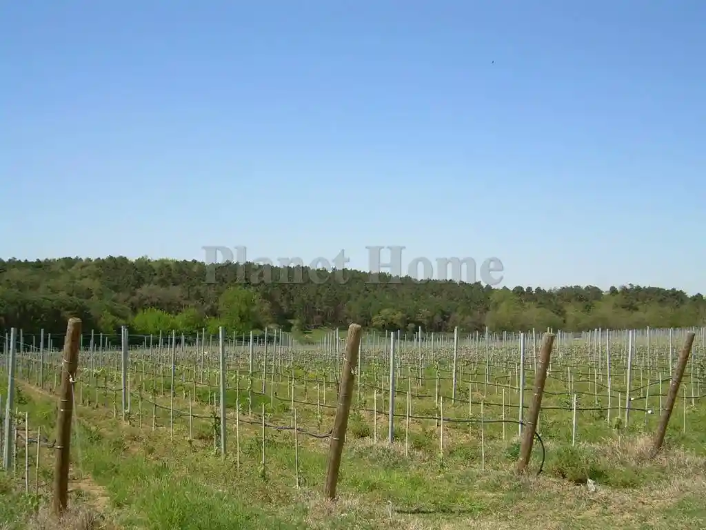 Cascina, ottimo stato, 170588 m², Contrada Prati, Castiglione del Lago - foto 2