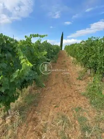 Rustico - Casale in vendita a Montepulciano