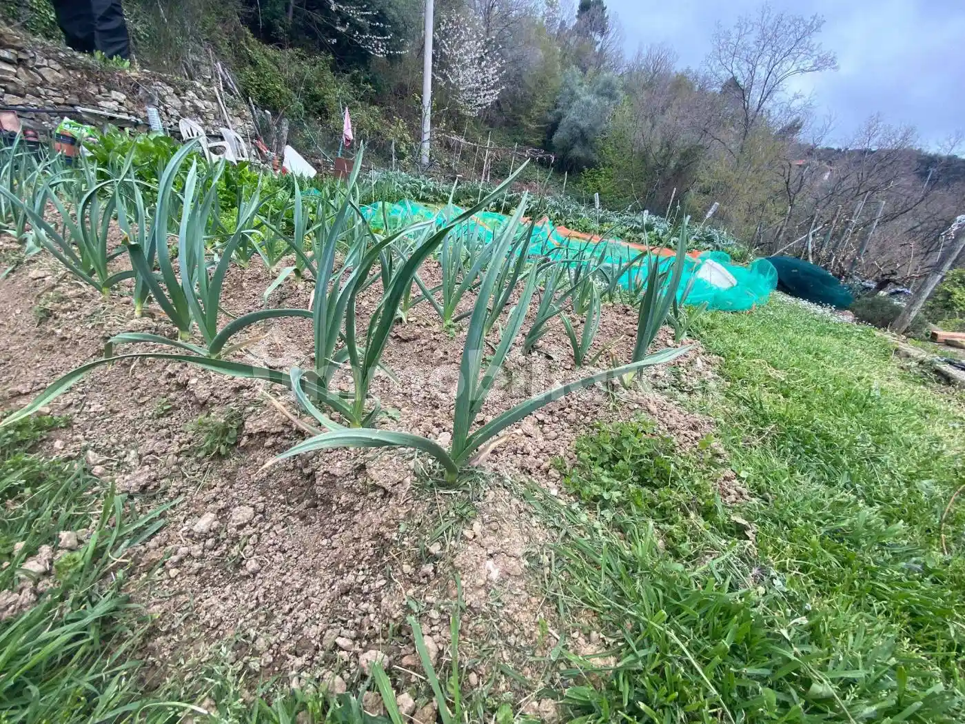 Rustico Strada Provinciale Crocetta-Caso, Caso, Vegliasco, Alassio - foto 5