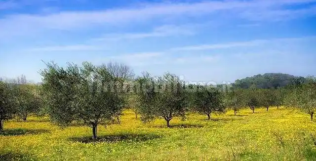 Appartamento in vendita a Vinci