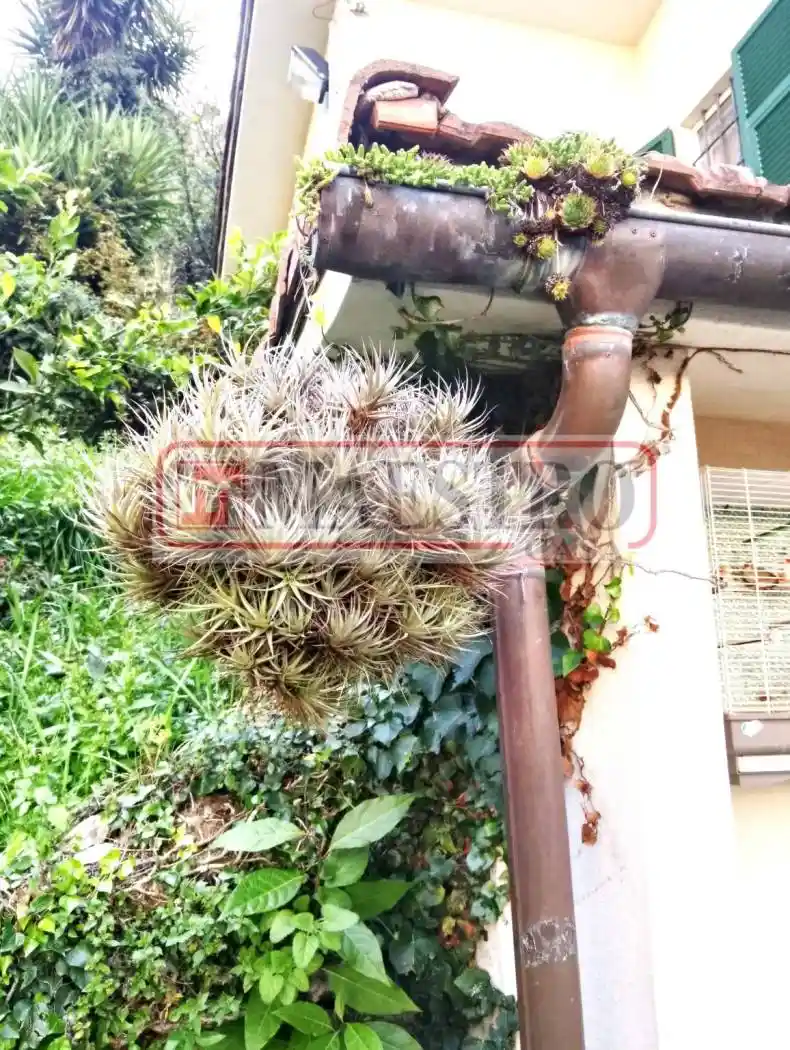 Villa unifamiliare, buono stato, 132 m², San Maurizio - Montallegro, Rapallo - foto 4