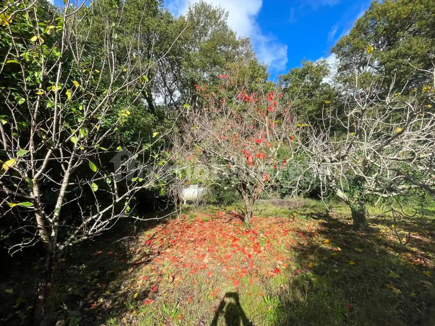 Villa plurifamiliare via del Viarello, Manziana - foto 5