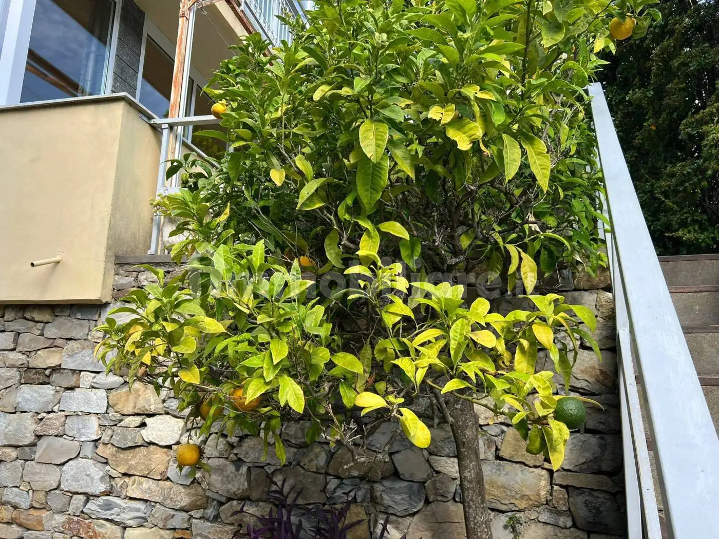 Villa unifamiliare via San Bernardo 4, Diano Evigno, Diano Arentino - foto 3