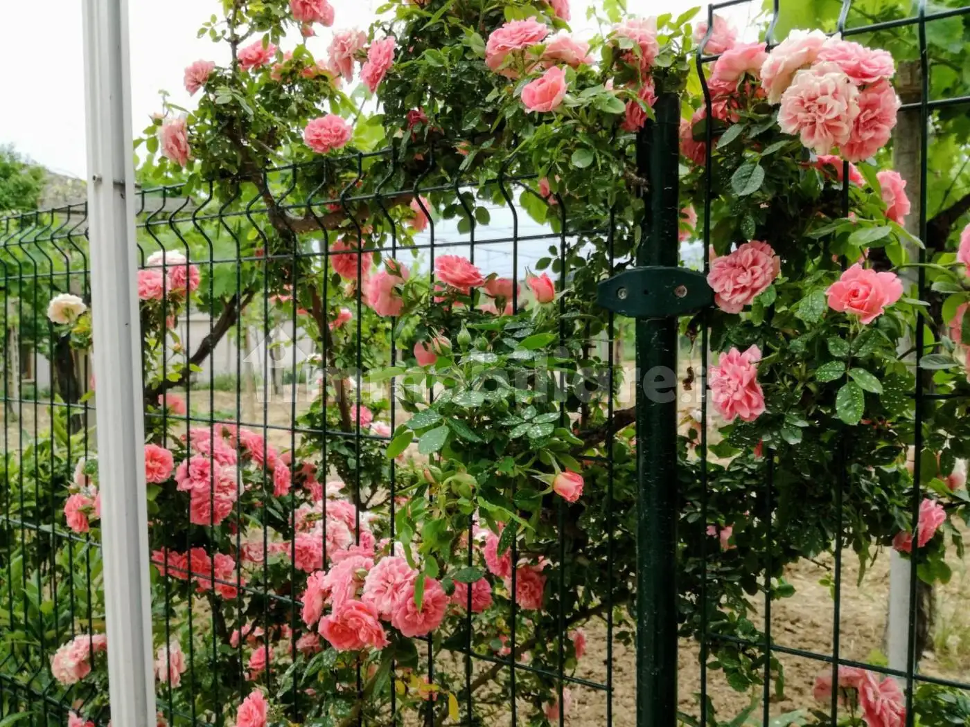 Villa in vendita a Ortona