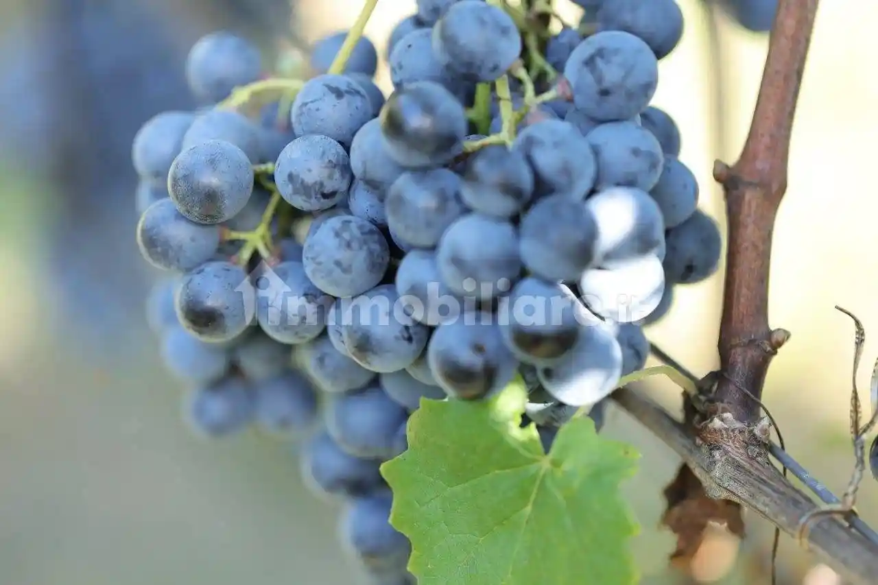 Rustico - Casale in vendita a Salorno sulla strada del vino