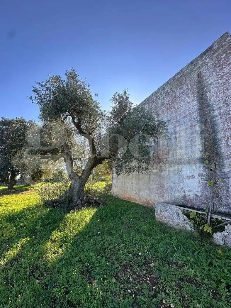 Villa unifamiliare C.da Sessana Piccola, sn, Campanile, Fumarola, Cavalleriza, Ostuni - foto 5
