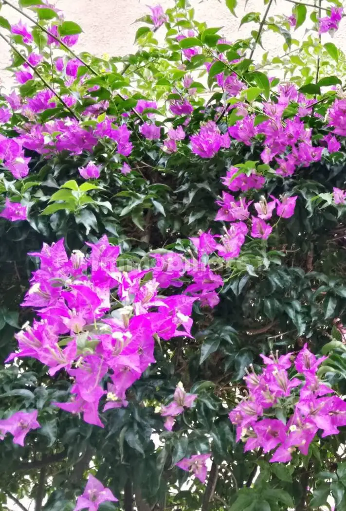 Appartamento in vendita a Rapallo