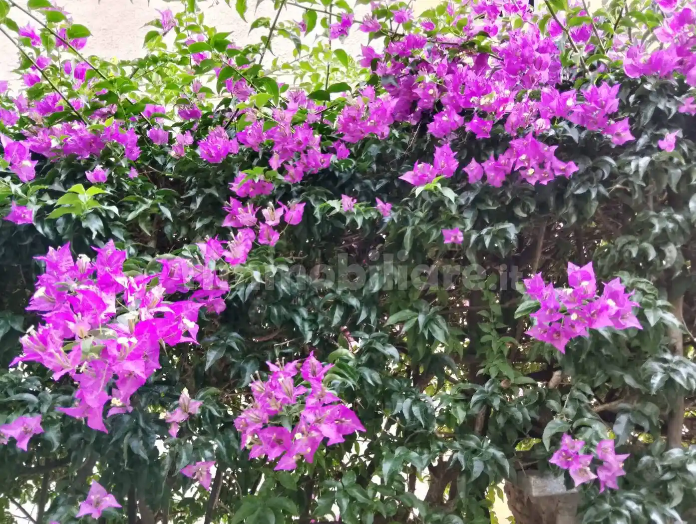 Appartamento via Conca del Sole, San Michele di Pagana, Rapallo - foto 5