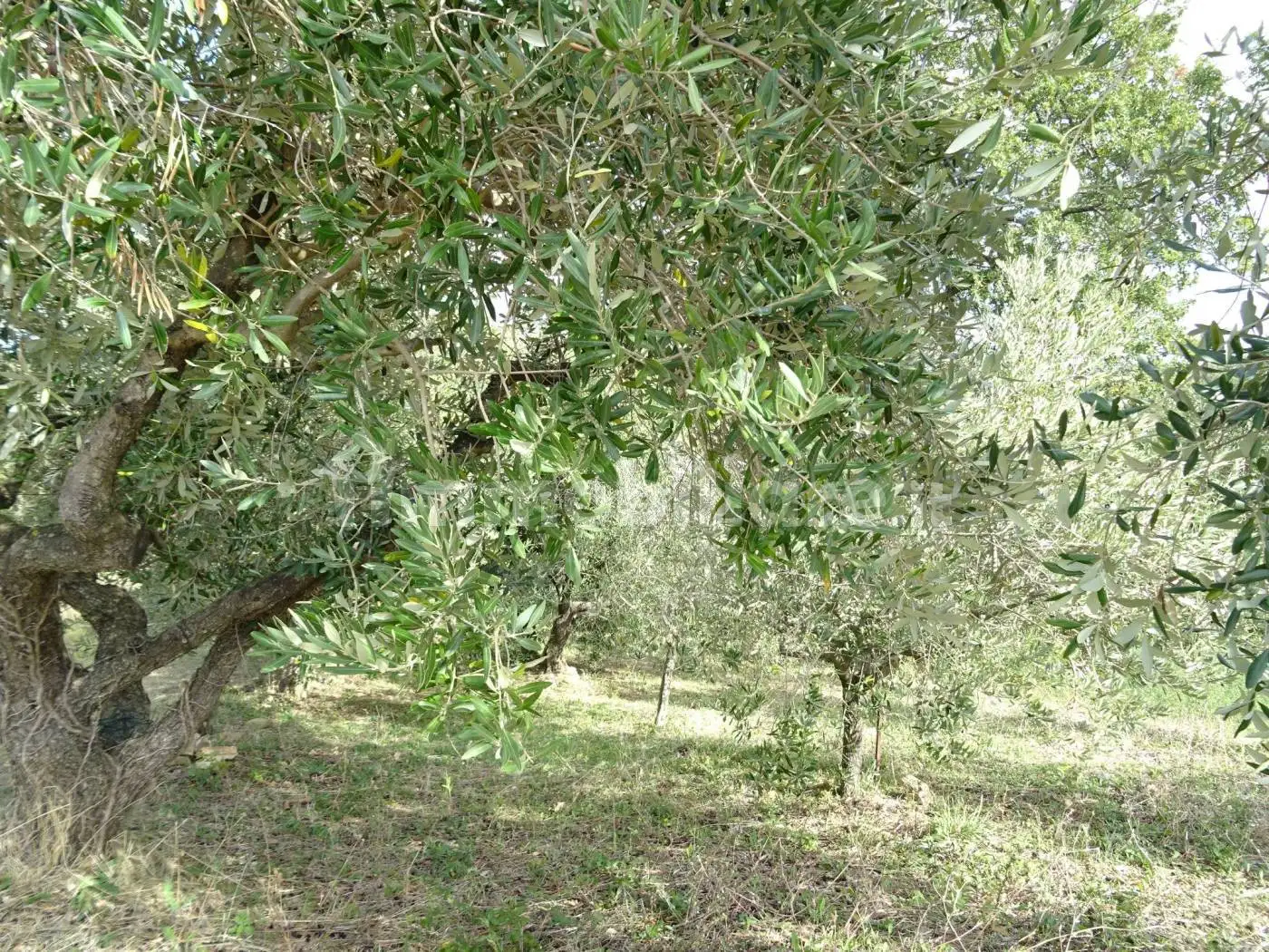 Casa indipendente in vendita a Serra San Quirico