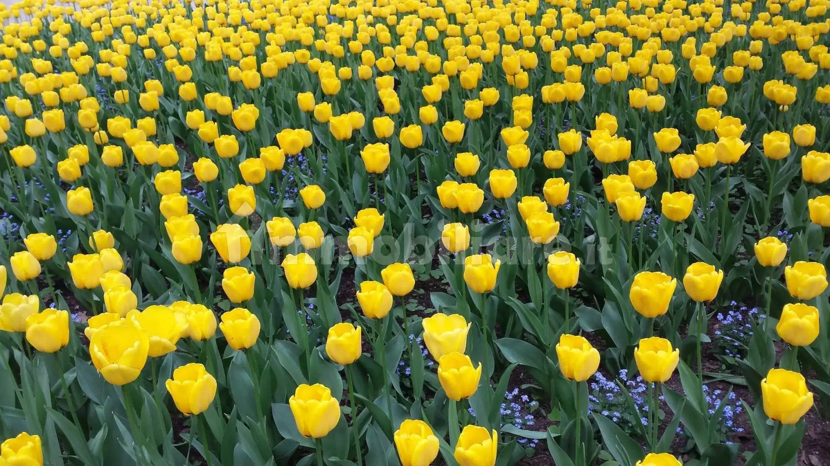 Villa in vendita a Torella dei Lombardi