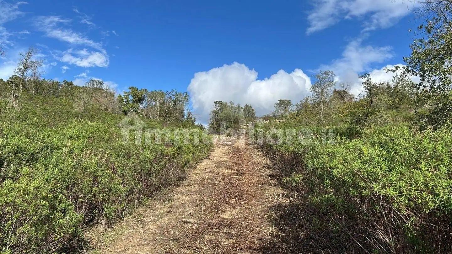 Rustico - Casale in vendita a Arzachena