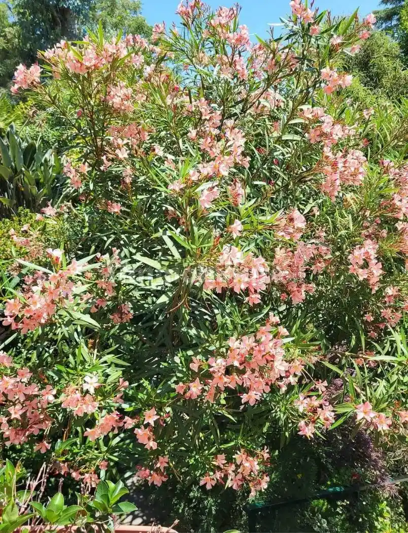 Appartamento via Duca degli Abruzzi, San Martino - Villetta, Sanremo - foto 5