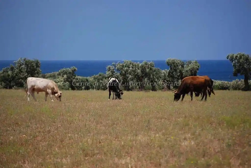 Masseria Contrada Tamburroni, Tamburroni, Grottone, Rosara, Ostuni - foto 2