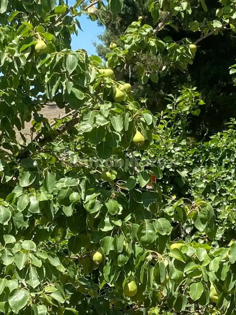 Villa bifamiliare via Santissima Madonna di Trapani, Cinisi - foto 4