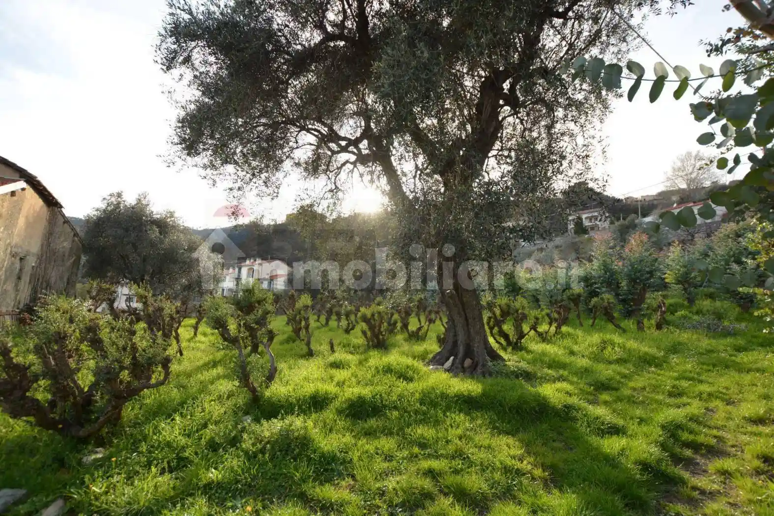 Rustico - Casale in vendita a Magliolo