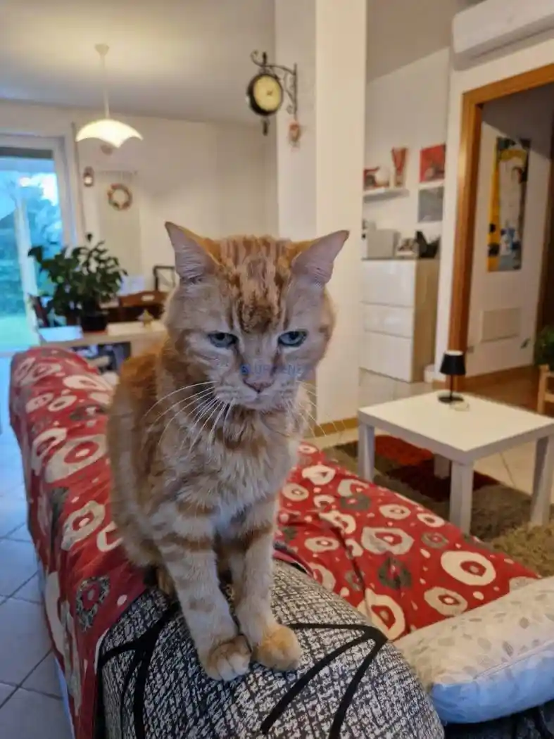 Appartamento in vendita a Zugliano