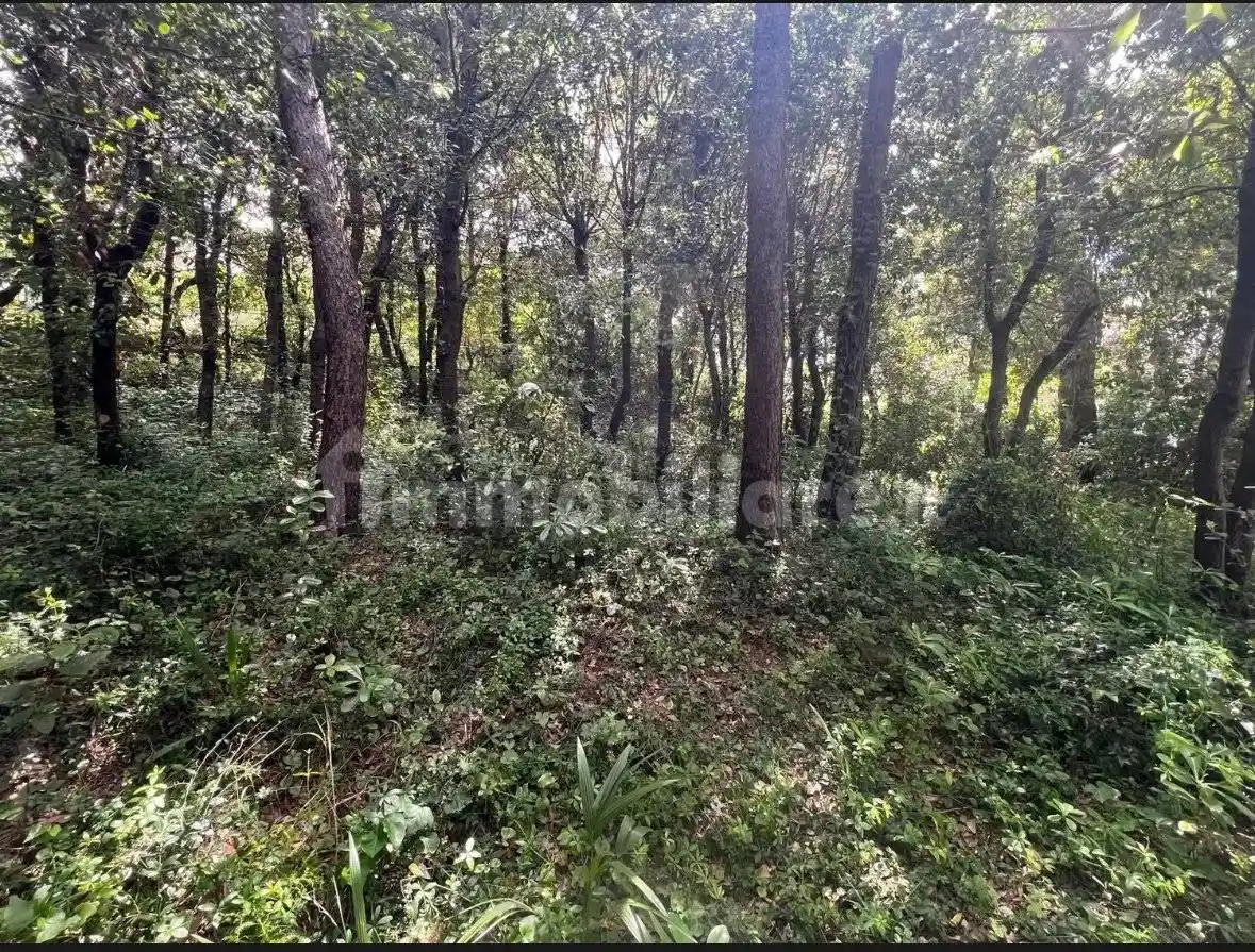 Villa unifamiliare via degli Oleastri, Quercianella, Livorno - foto 3