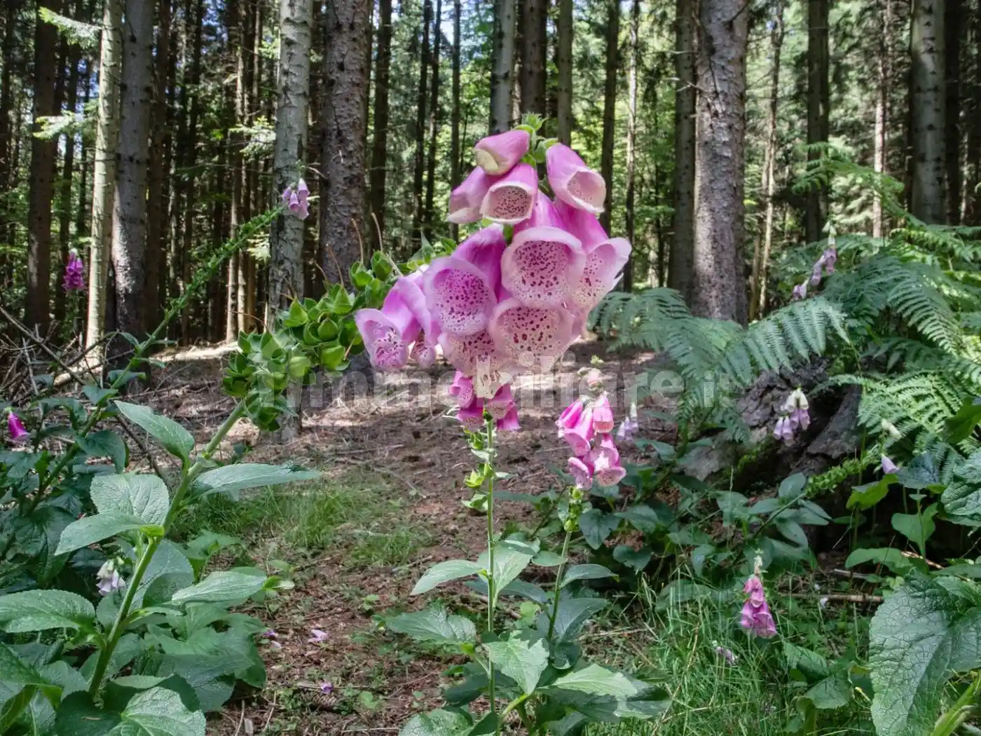 Quadrilocale via Porrettana, Borgonuovo, Sasso Marconi - foto 4