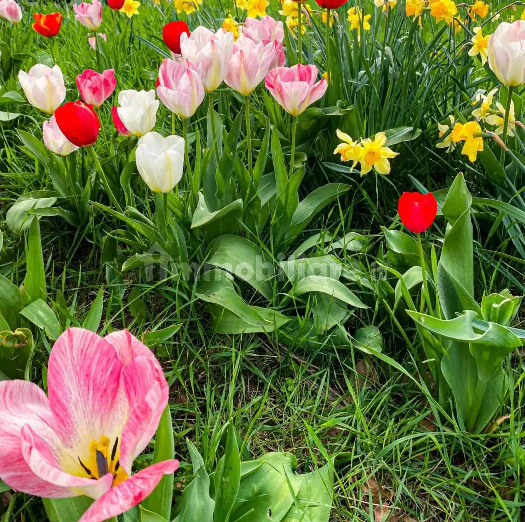 Villa in affitto a Siracusa