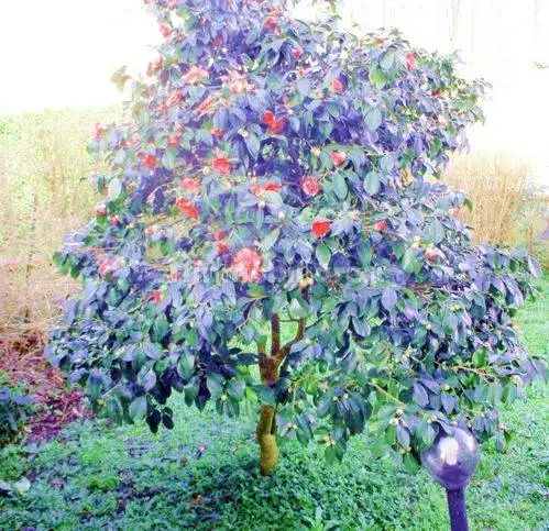 Villa unifamiliare, da ristrutturare, 280 m², Centro, Castelfranco di Sotto - foto 4