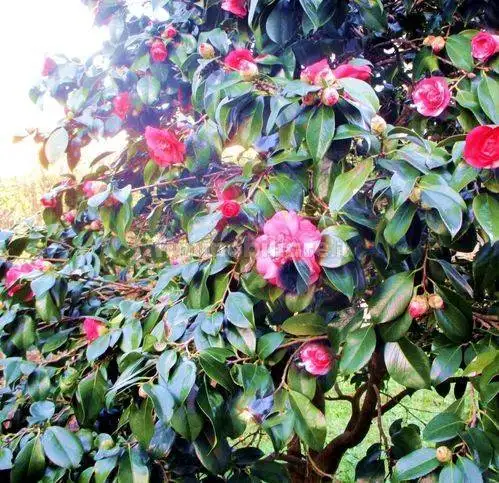 Villa unifamiliare, da ristrutturare, 280 m², Centro, Castelfranco di Sotto - foto 5