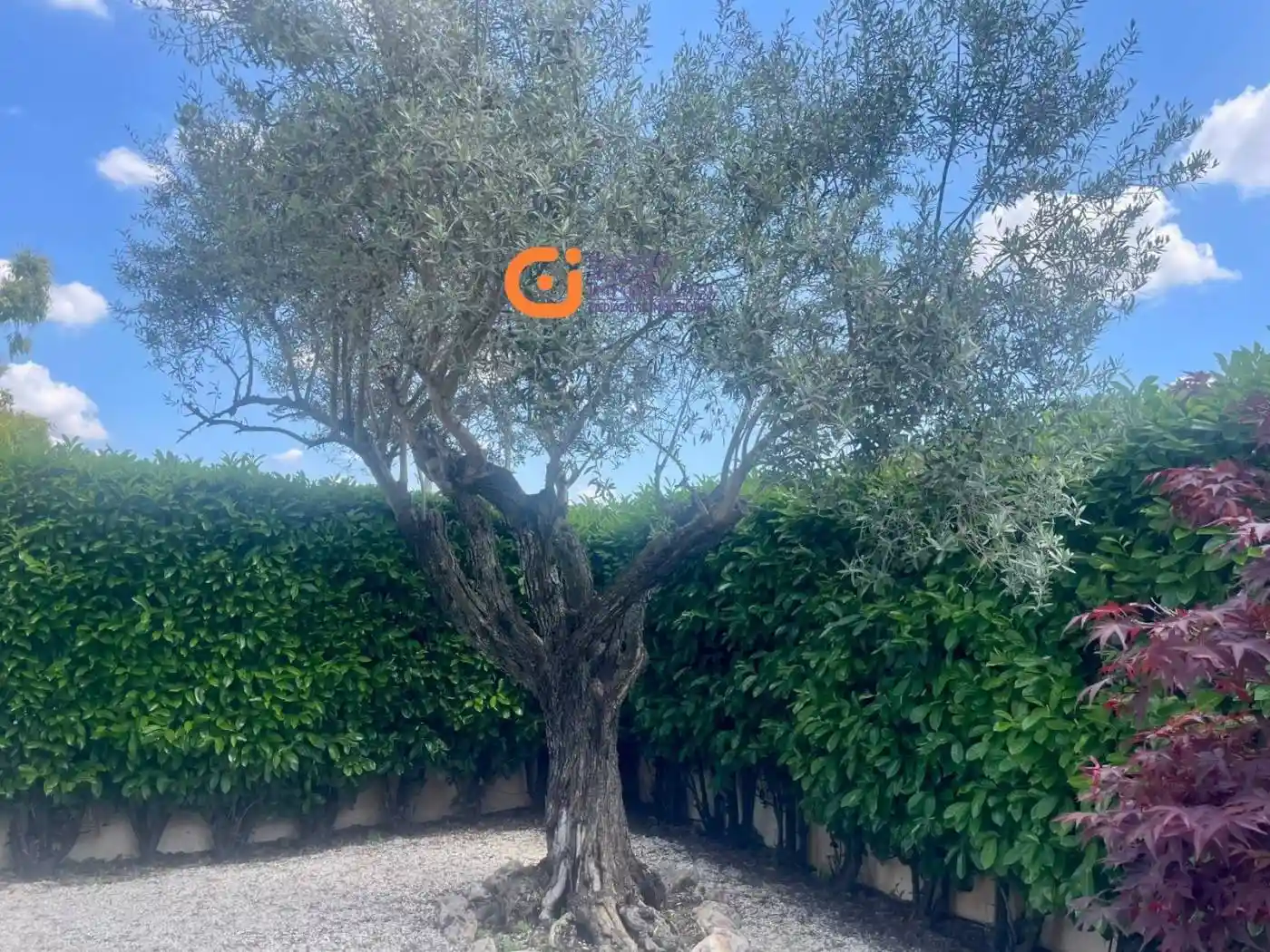 Villa a schiera via Gustavo d'Arpe, Trigoria, Roma - foto 2