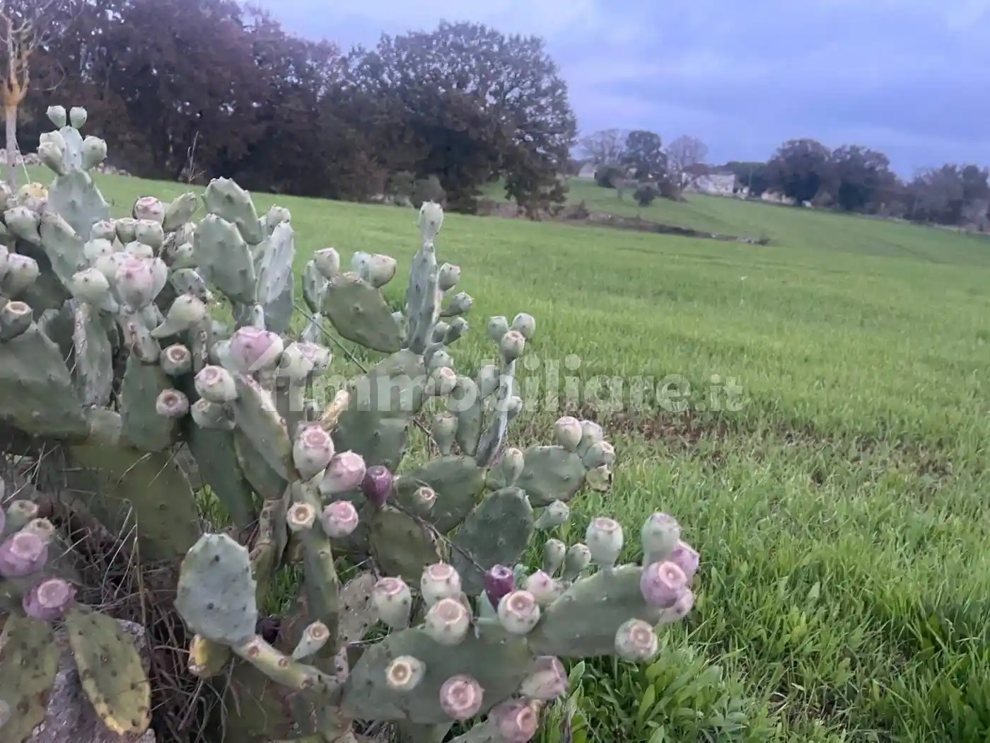 Appartamento Contrada Galante 11, Campanile, Fumarola, Cavalleriza, Ostuni - foto 2