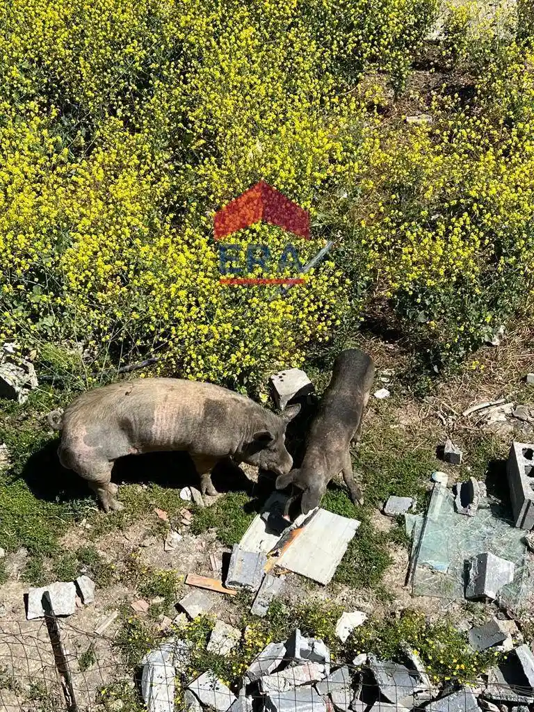 Villa unifamiliare via Cavallo Marino, Primosole, Catania - foto 3