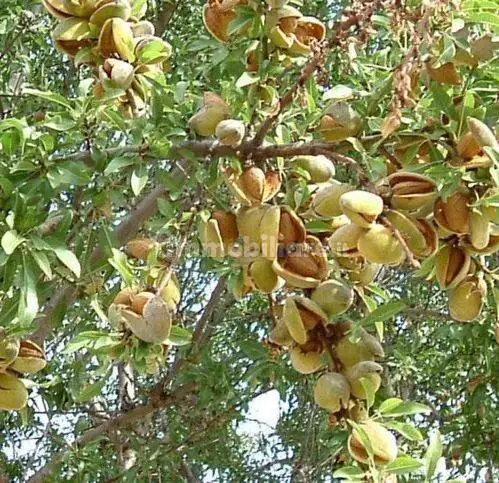 Rustico - Casale in vendita a Licata