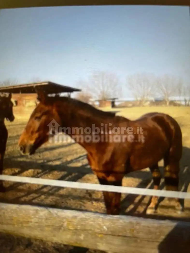 Rustico - Casale in affitto a Orbassano