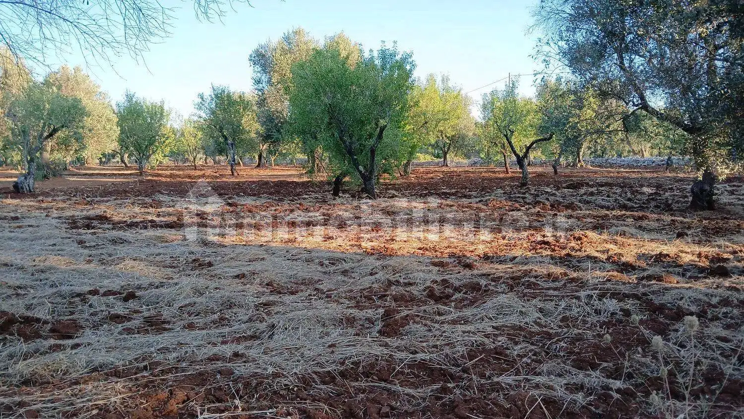 Cascina Contrada Sardella No Number, Ceglie Messapica - foto 4