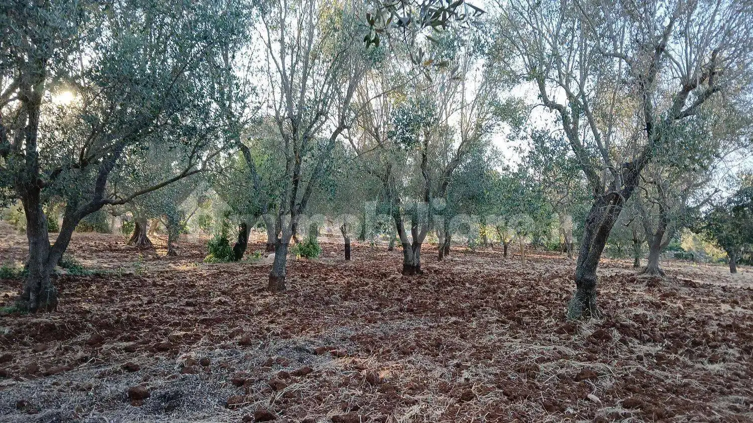 Cascina Contrada Sardella No Number, Ceglie Messapica - foto 5