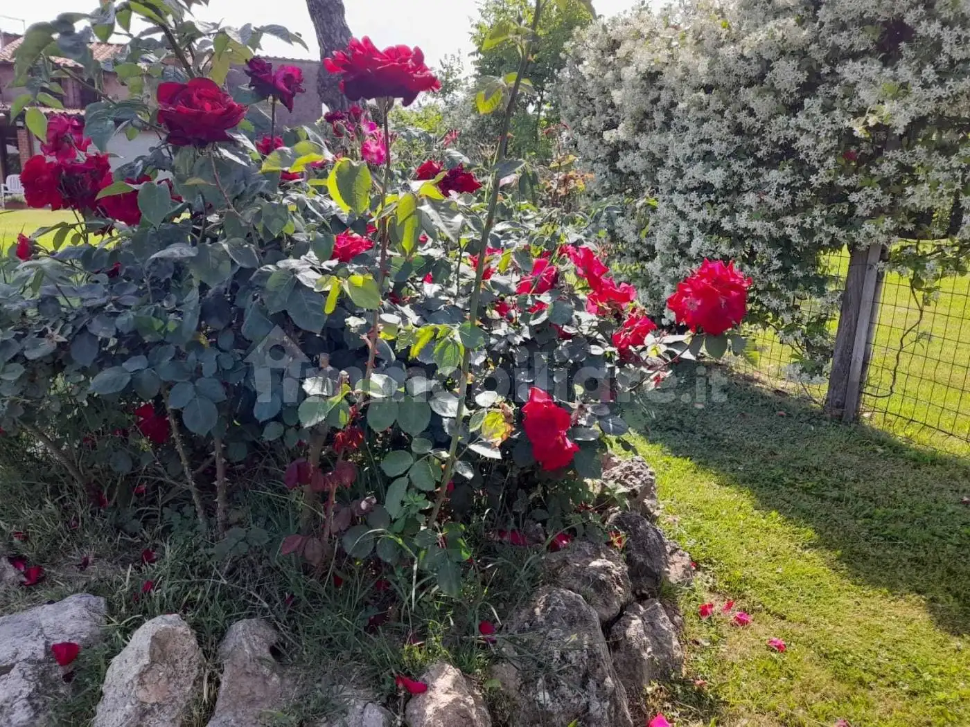 Rustico via Ciampino, Capezzano Pianore, Camaiore - foto 4