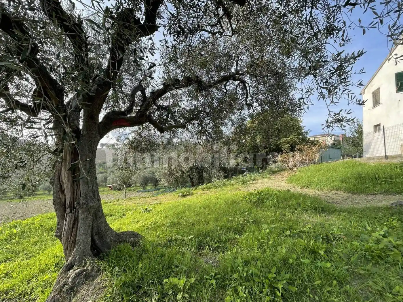Casa indipendente in vendita a Belvedere Ostrense