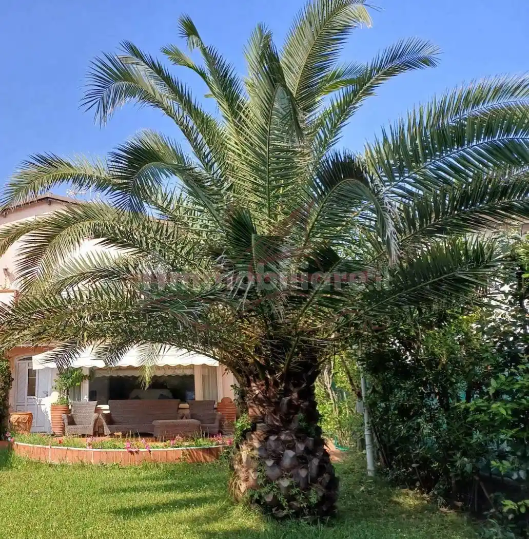 Villa in vendita a Forte dei Marmi