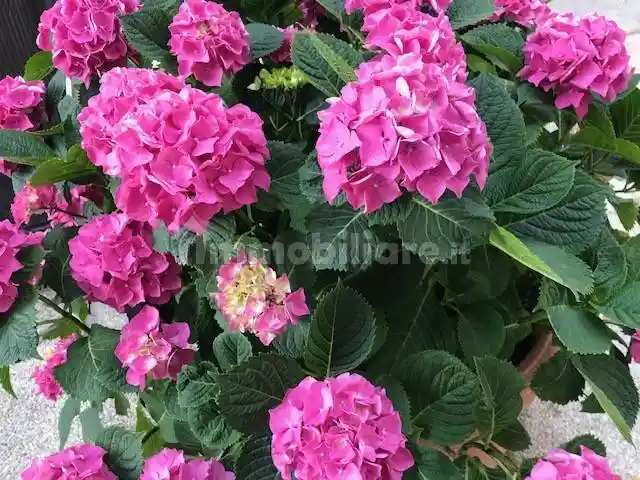 Appartamento in vendita a Viareggio