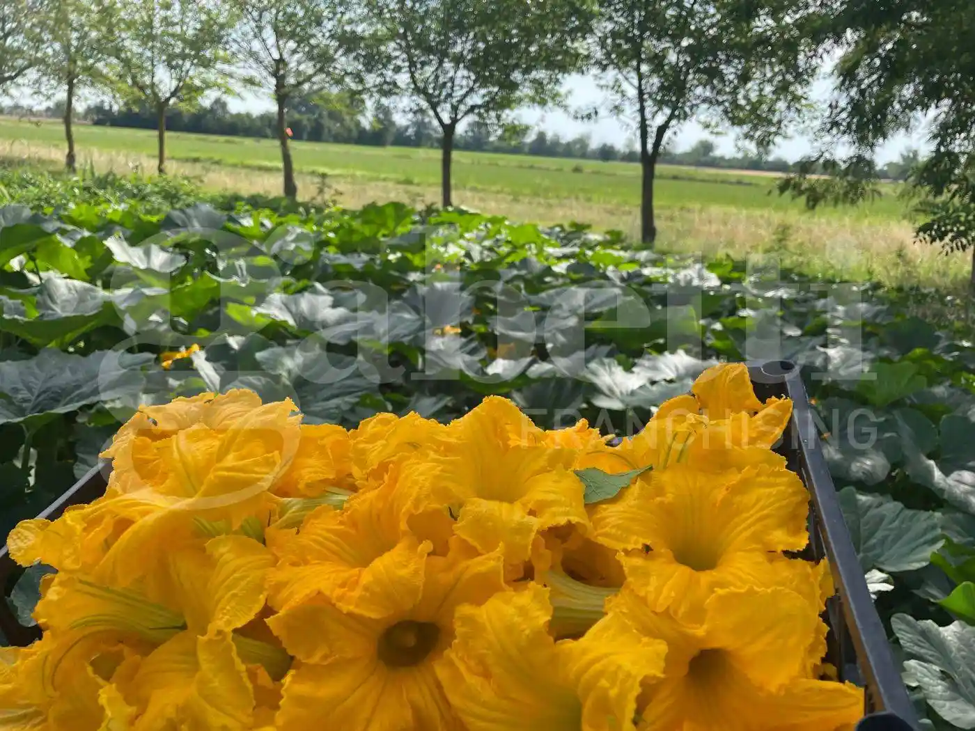 Palazzo - Edificio in vendita a Borgonovo Val Tidone
