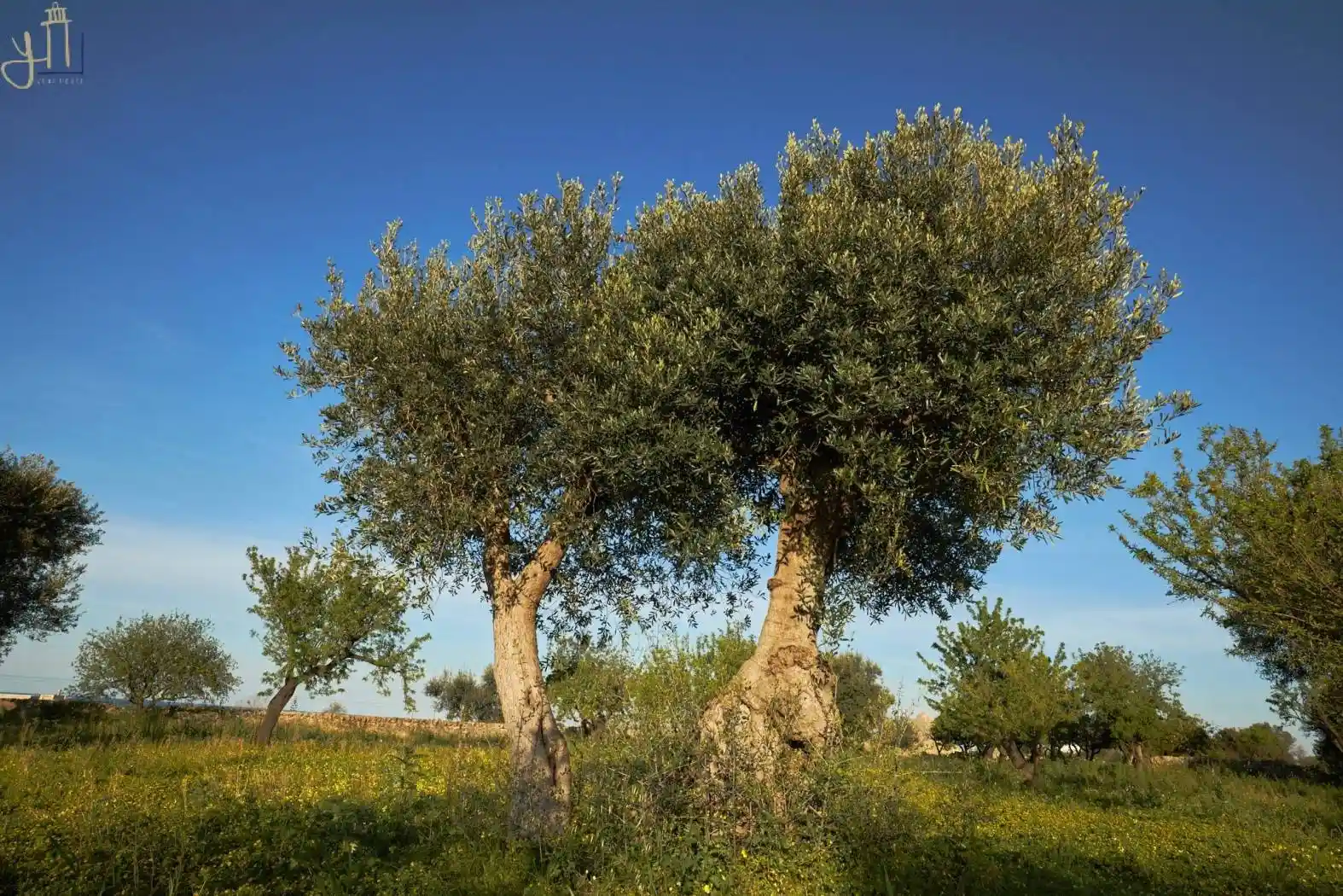 Villa in vendita a Polignano a Mare