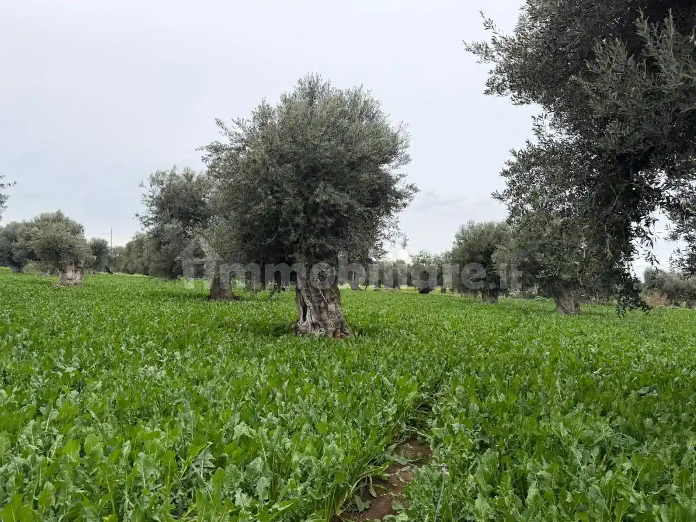 Villa in vendita a Monopoli