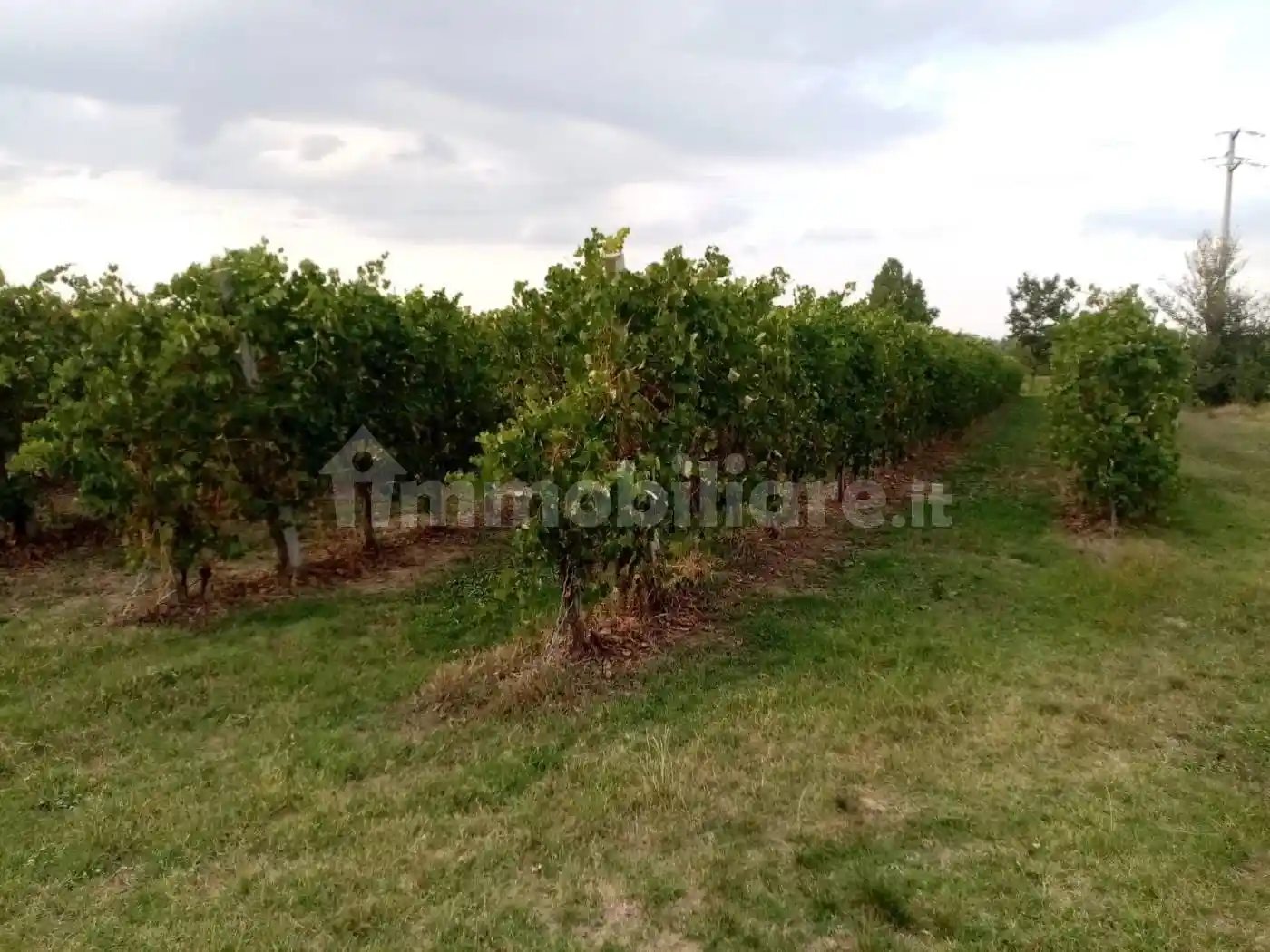 Rustico - Casale in vendita a Castelvetro di Modena