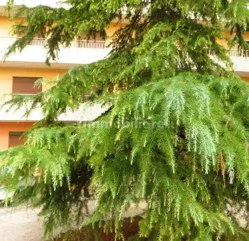 Appartamento in vendita a Treviso